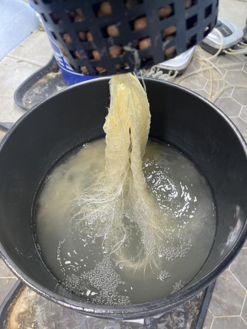 Fairy Cake - Mephisto. Week 3