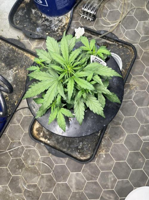 Fairy Cake - Mephisto. Week 3