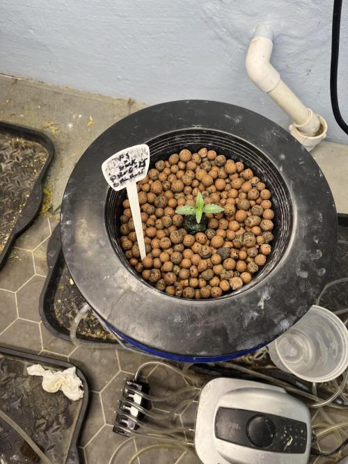 Forum Stomper x Grape Walker Kush - Meph. Week 1