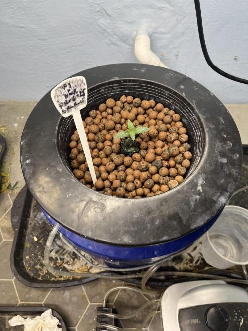 Forum Stomper x Grape Walker Kush - Meph. Week 1