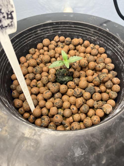 Forum Stomper x Grape Walker Kush - Meph. Week 1