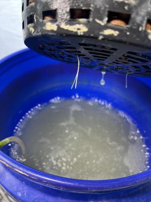 Forum Stomper x Grape Walker Kush - Meph. Week 1