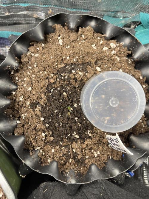 Apollo Black Cherry Photo - Seedstockers. Week 0 - Christmas baby popped yesterday and is opening its codylton (#1)