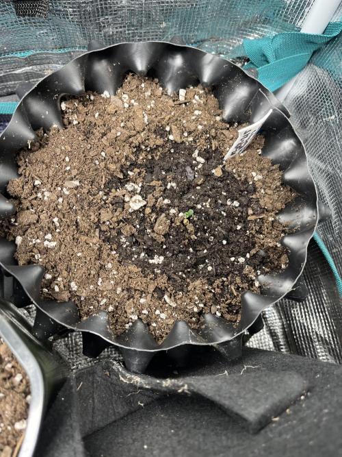 Apollo Black Cherry Photo - Seedstockers. Week 0 - Christmas baby