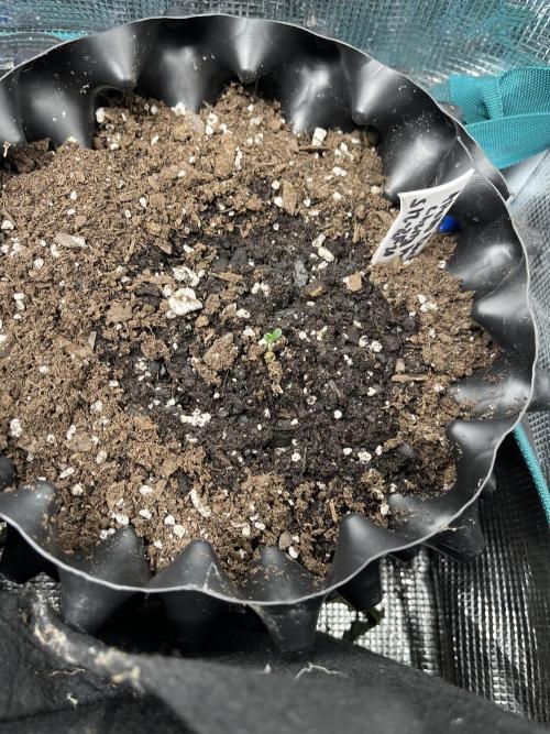 Apollo Black Cherry Photo - Seedstockers. Week 0 - Christmas baby