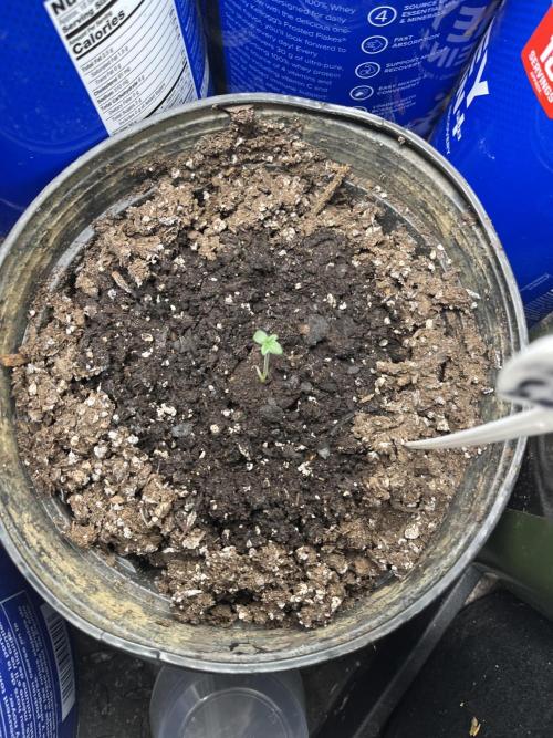 Apollo Black Cherry Photo - Seedstockers. Week 0 - Christmas Eve baby (#1)