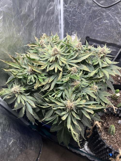 Strawberry Nuggets - Mephisto. Week 8
