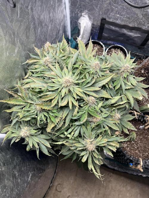 Strawberry Nuggets - Mephisto. Week 8