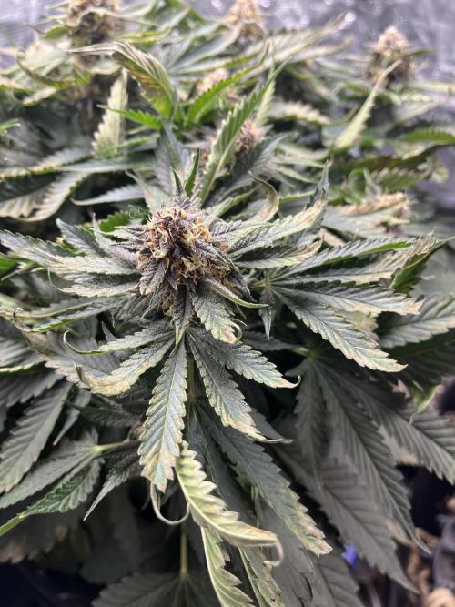 Strawberry Nuggets - Mephisto. Week 8