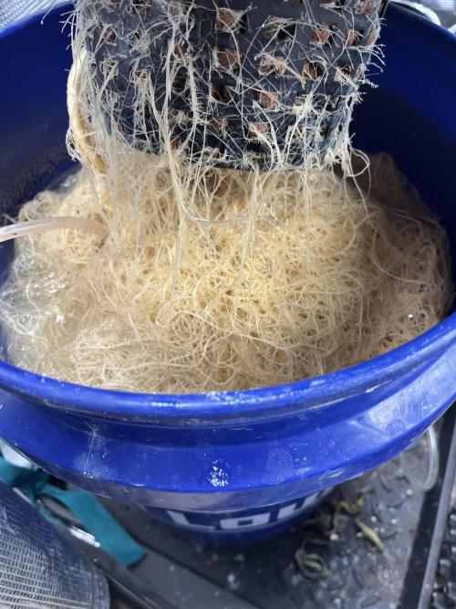 Strawberry Nuggets - Mephisto. Week 8