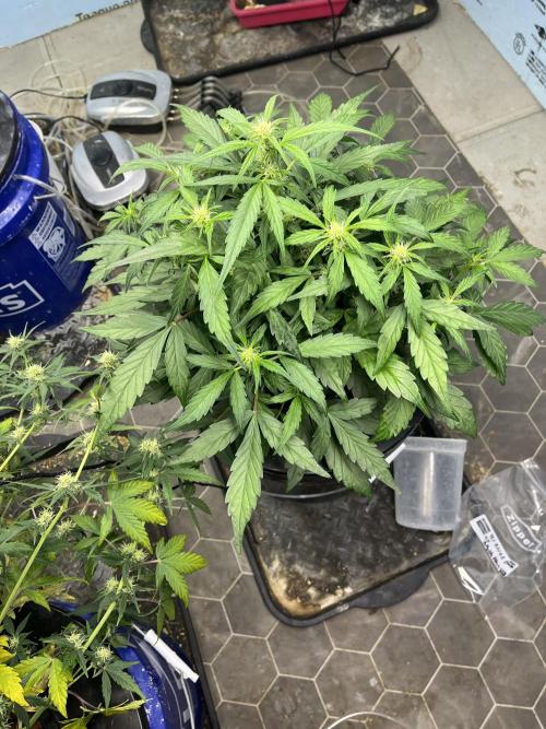 Fairy Cake - Mephisto. Week 4