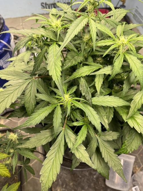 Fairy Cake - Mephisto. Week 4