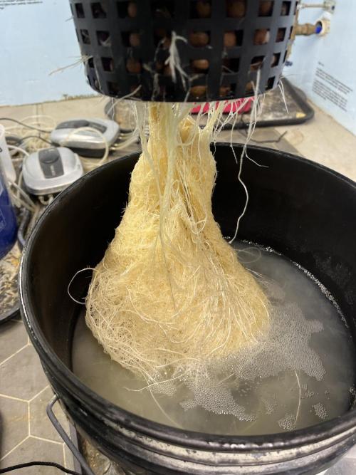 Fairy Cake - Mephisto. Week 4