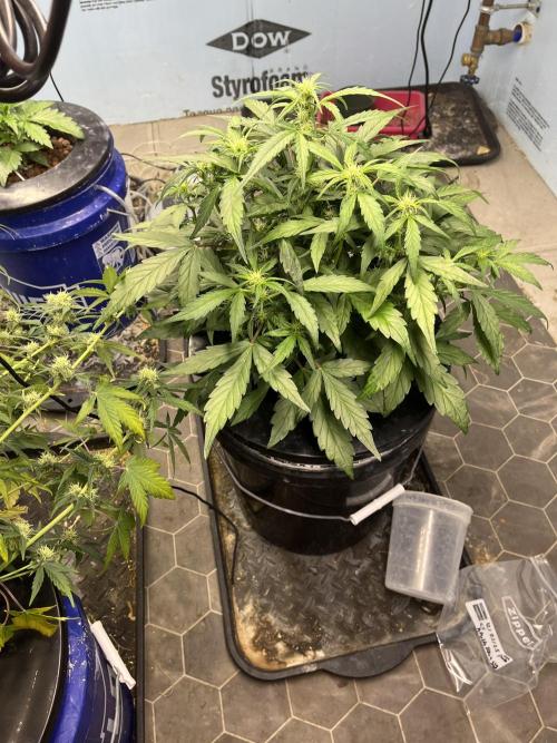 Fairy Cake - Mephisto. Week 4