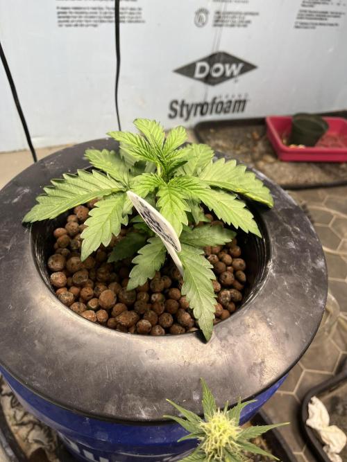 Forum Stomper x Grape Walker Kush - Meph. Week 2