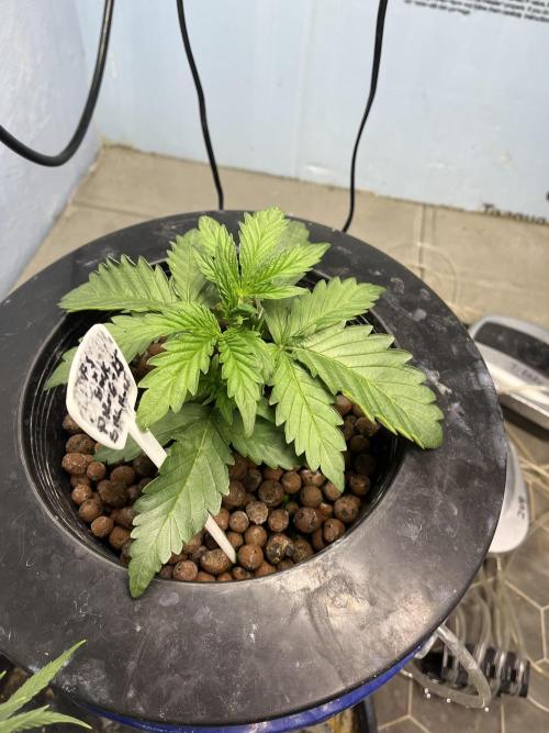 Forum Stomper x Grape Walker Kush - Meph. Week 2