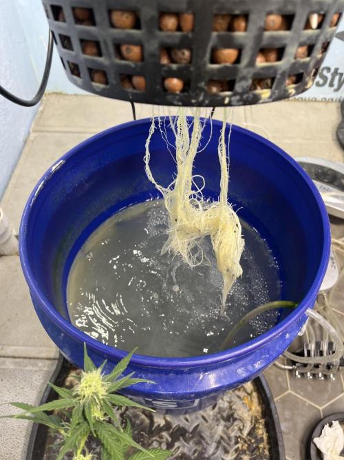 Forum Stomper x Grape Walker Kush - Meph. Week 2