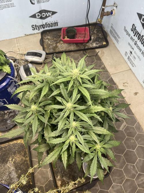 Fairy Cake - Mephisto. Week 5