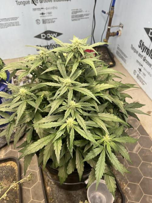 Fairy Cake - Mephisto. Week 5