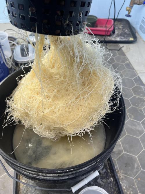 Fairy Cake - Mephisto. Week 5