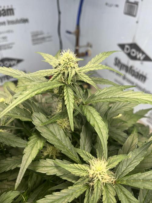 Fairy Cake - Mephisto. Week 5