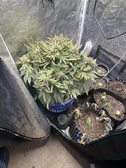 Strawberry Nuggets - Mephisto. Week 9