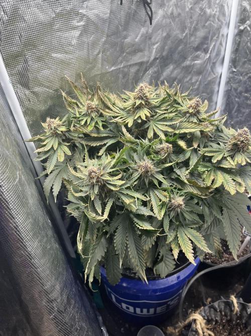 Strawberry Nuggets - Mephisto. Week 9