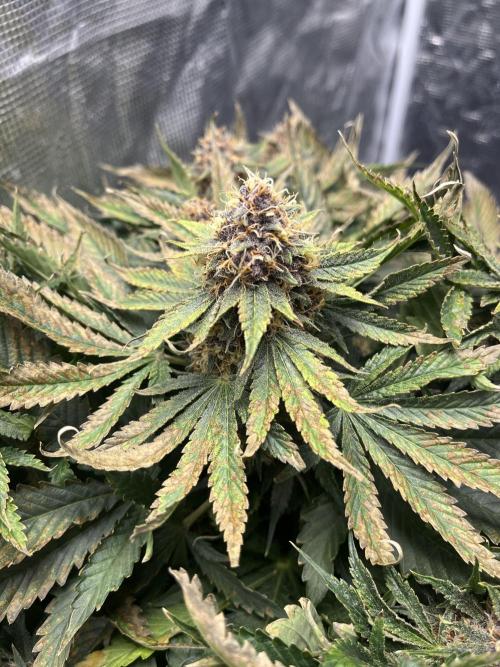 Strawberry Nuggets - Mephisto. Week 9