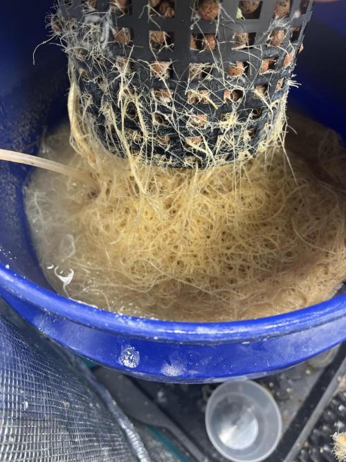 Strawberry Nuggets - Mephisto. Week 9