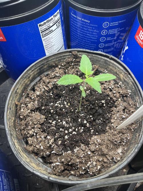 Apollo Black Cherry Photo - Seedstockers. Week 1 - Christmas Eve 