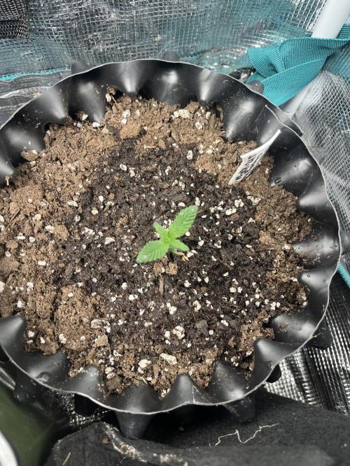 Apollo Black Cherry Photo - Seedstockers. Week 1 - Christmas day