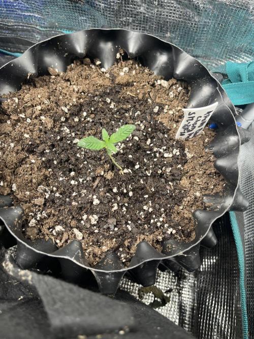 Apollo Black Cherry Photo - Seedstockers. Week 1 - Christmas day