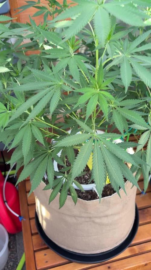 Lemon Orange (GHSC) - Summer 2025