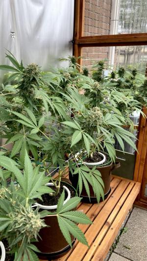 Comment by cultivars photo #1