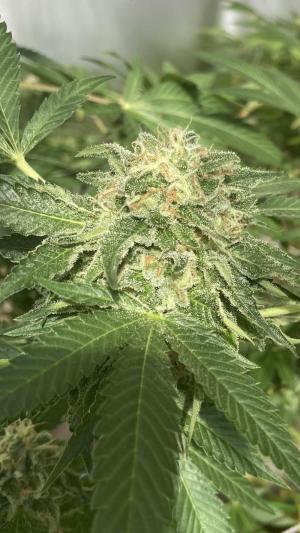 Comment by cultivars photo #2