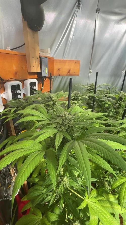 Lemon Orange (GHSC) - Summer 2025