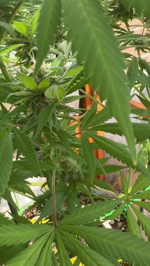 Blue Dynamite (Next Generation Seeds) - Summer 2025