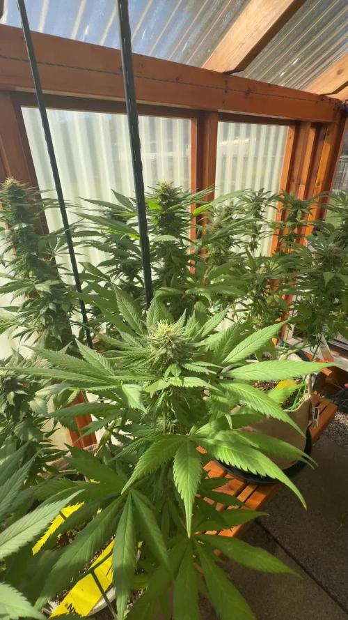 Purple Romulan (Next Generation Seeds) - Summer 2025