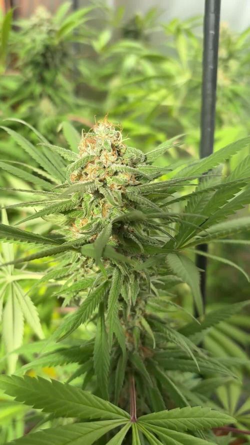 Purple Romulan (Next Generation Seeds) - Summer 2025