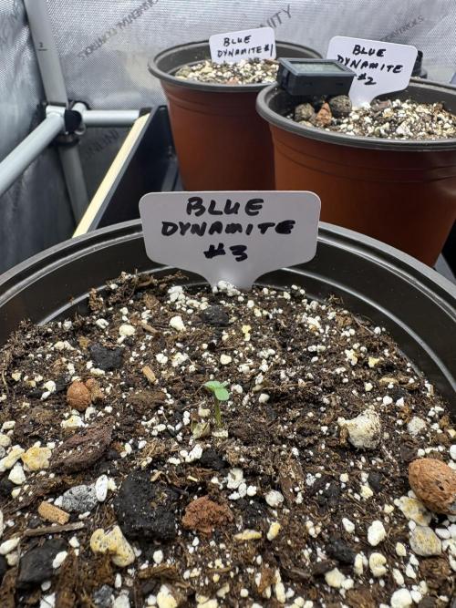 Blue Dynamite. Week 0