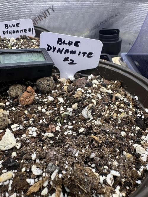 Blue Dynamite - Summer 2026. Week 0 - Blue Dynamite #2