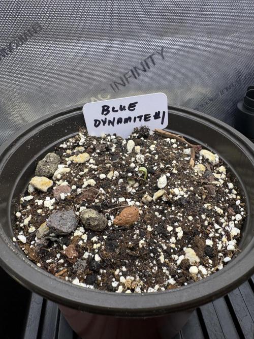 Blue Dynamite - Summer 2026. Week 0 - Blue Dynamite #1