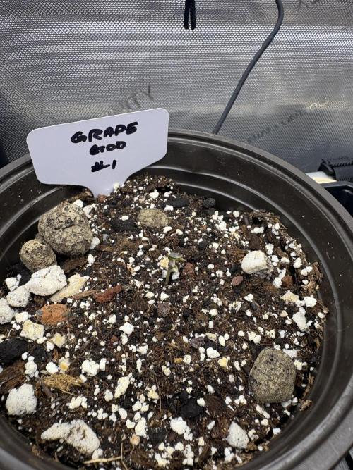 GrapeGod - Summer 2026. Week 0 - GrapeGod #1