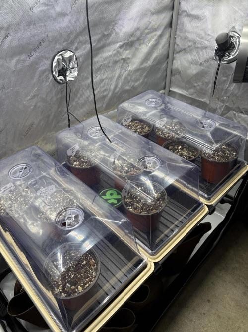 Purple Romulan - Summer 2026. Week 0 - Propagation Garden