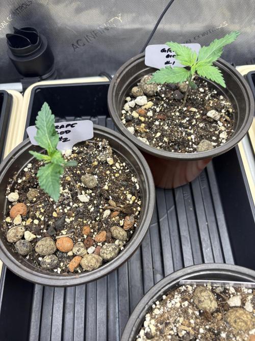GrapeGod. Week 1