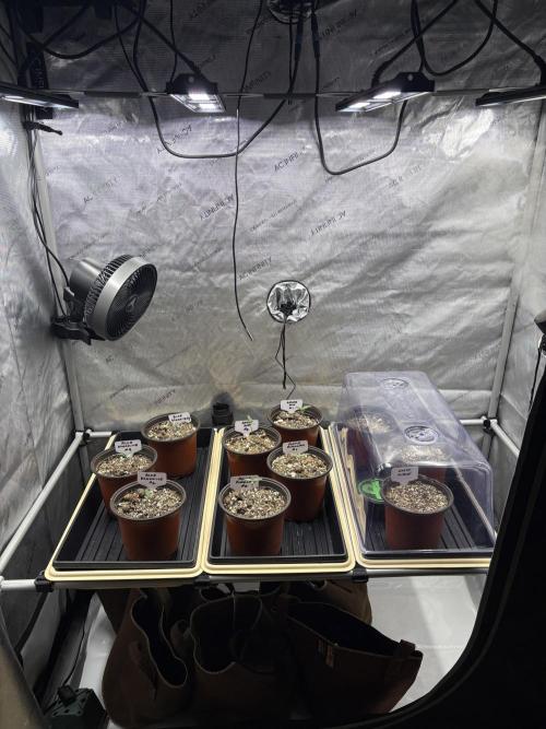 Blue Dynamite - Summer 2026. Week 1 - Day 4 - Propagation Tent