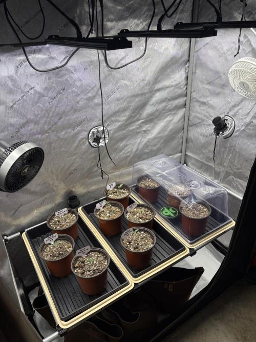 Blue Dynamite - Summer 2026. Week 1 - Day 4 - Propagation Tent
