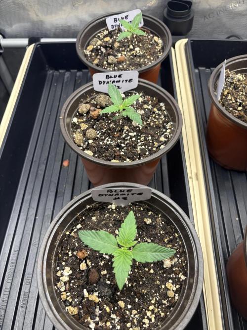 Drip Irrigation from Rain Barrel. Week 1
