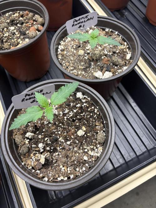 Purple Romulan. Week 1
