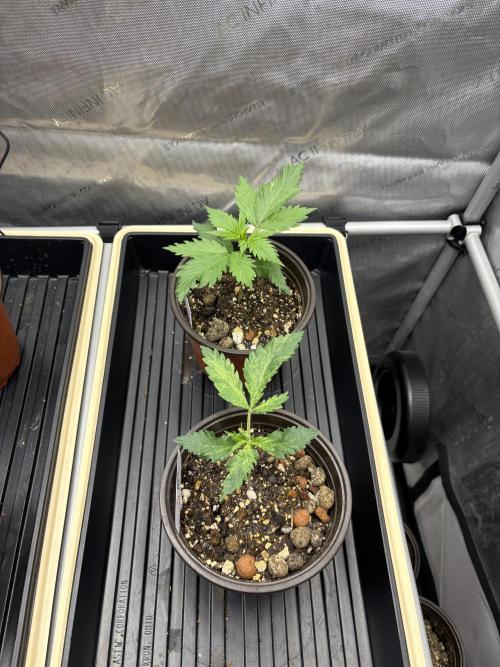 GrapeGod - Summer 2026. Week 2 - GrapeGod - Next Generation Seeds